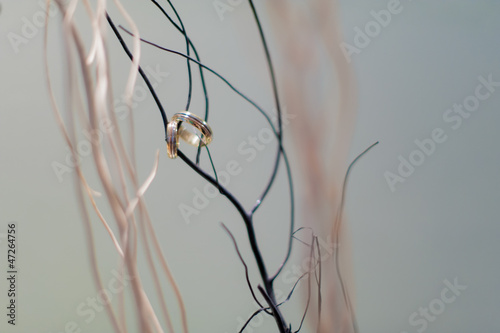 wedding rings on a branch