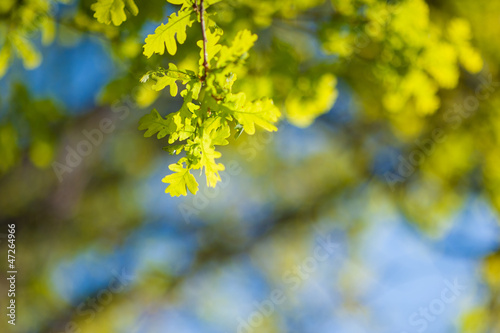 oak tree in sunlight