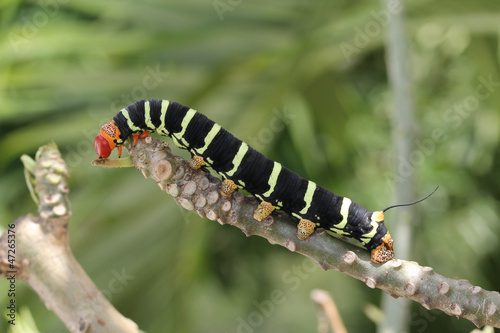 Colorful Tetrio Sphinx Caterpillar Eating photo