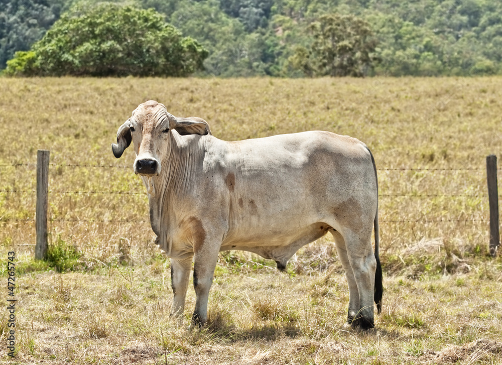 Young grey brahma cow on cattle ranch Young grey brahma cow on cattle ranch