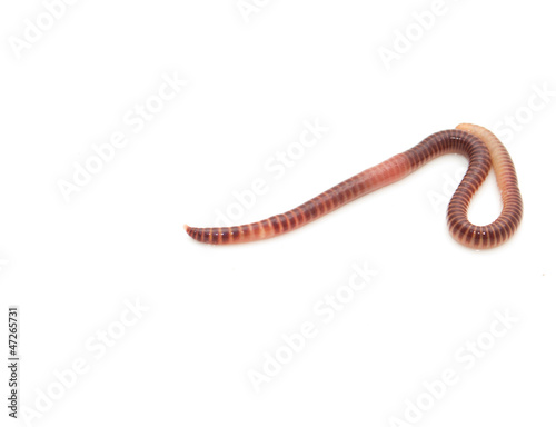 earthworm on a white background
