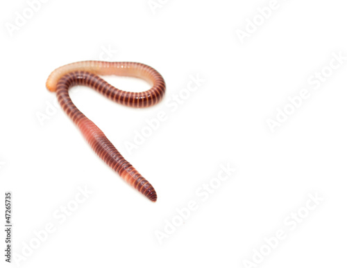 earthworm on a white background © schankz