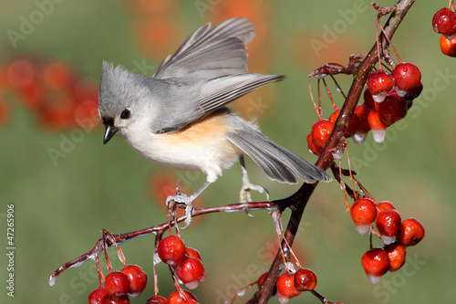 Bird On A Perch With Cherries