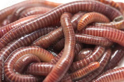 earthworms. macro