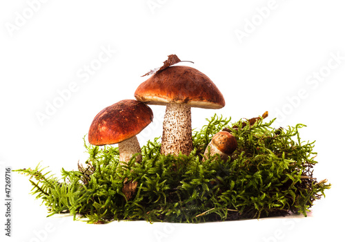 Orange-cap boletus mushrooms