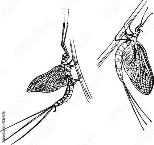 Tableau sur toile Mayflies on grass blade