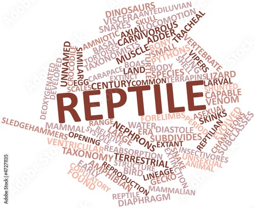 Word cloud for Reptile photo