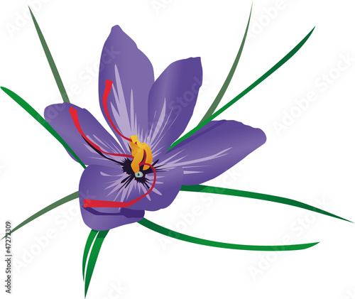 crocus