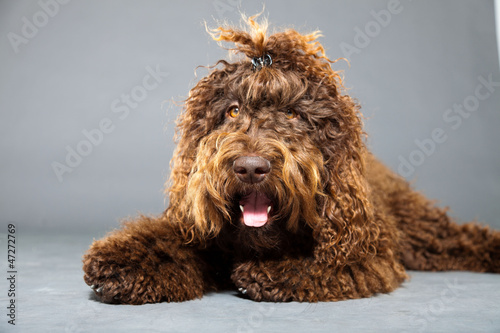 Barbet dog on grey background. French Water Dog. Studio shot. photo