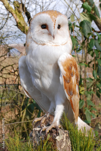 Common Barn Owl With Mouse