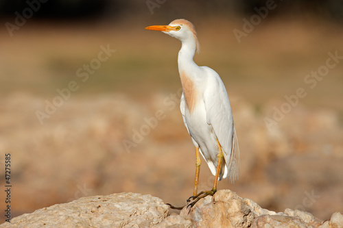 Cattle egret (Bubulcus ibis) perched on a rock