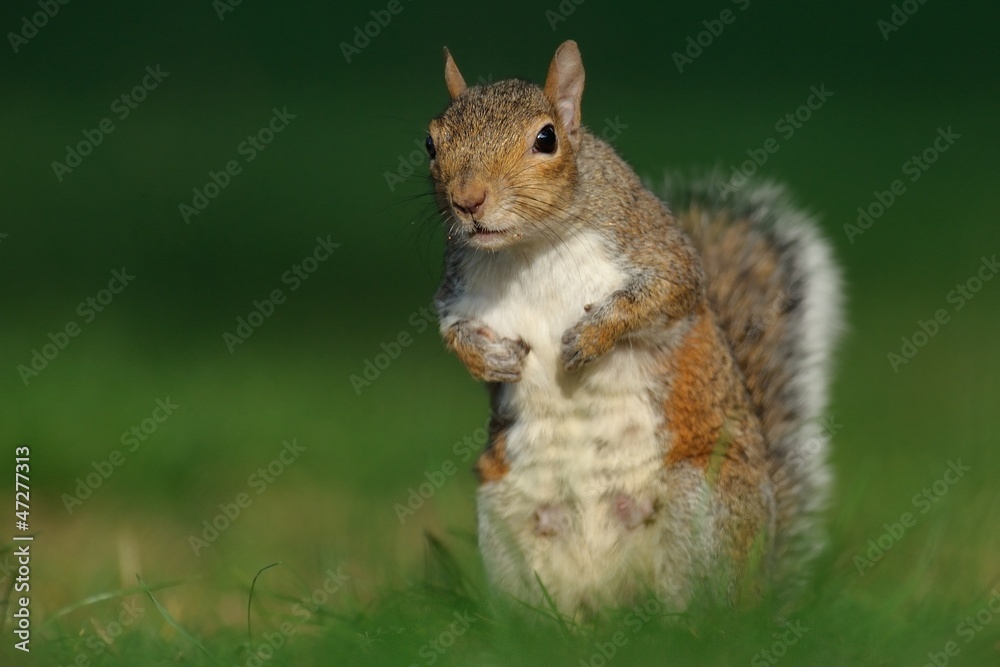 Obraz premium scoiattolo