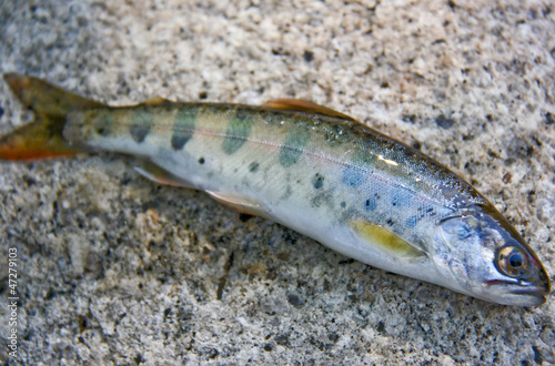fish of the family Salmonidae - Oncorhynchus masou