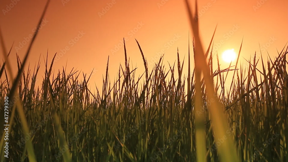 Rice farm : Crane shot Rice farm : Crane shot