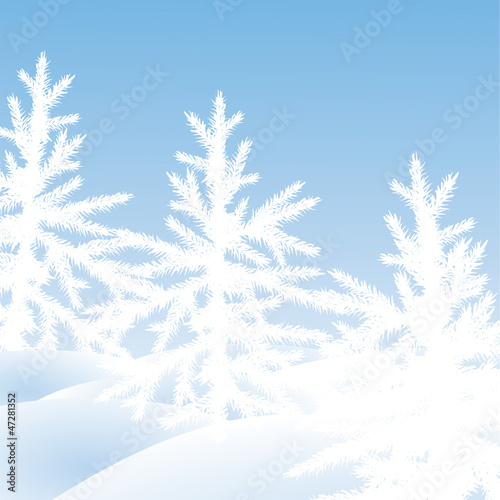 Christmas trees fir  on  a snow glade