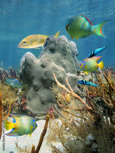Corals underwater with colorful tropical fish in the Caribbean sea #47282195