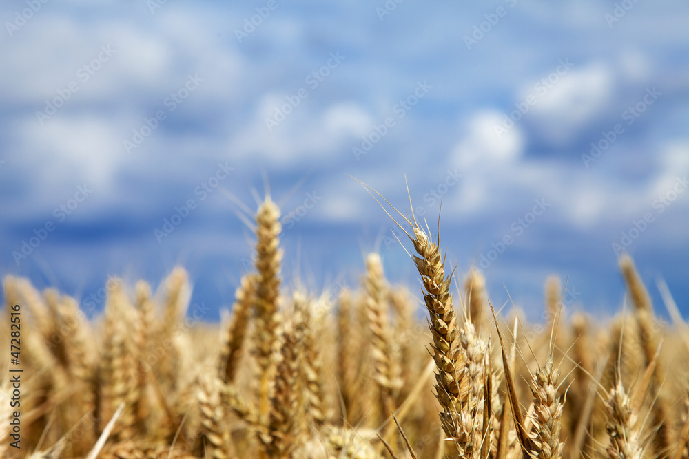 Crop Field Crop Field