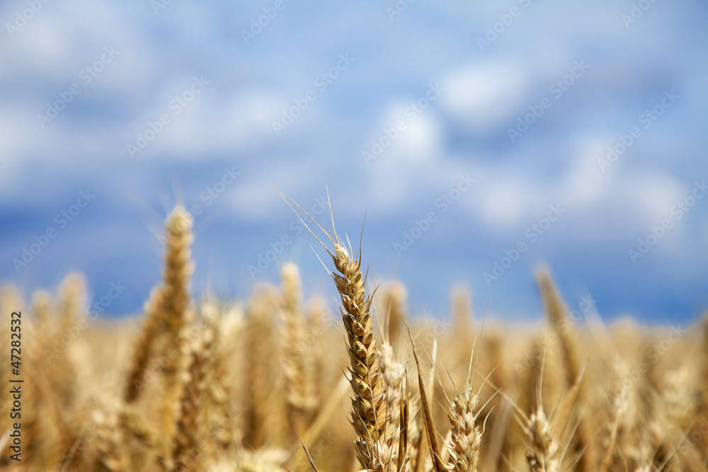 Crop Field Crop Field