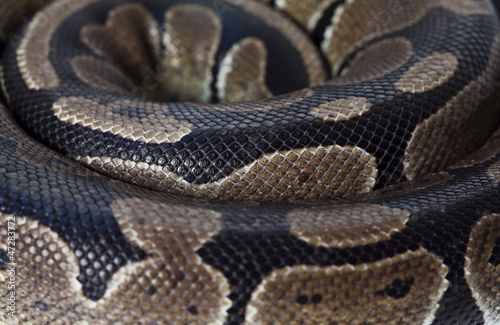 Python snake closeup