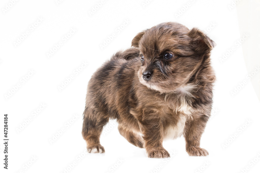 Funny puppy Chihuahua poses on a white background Funny puppy Chihuahua poses on a white background