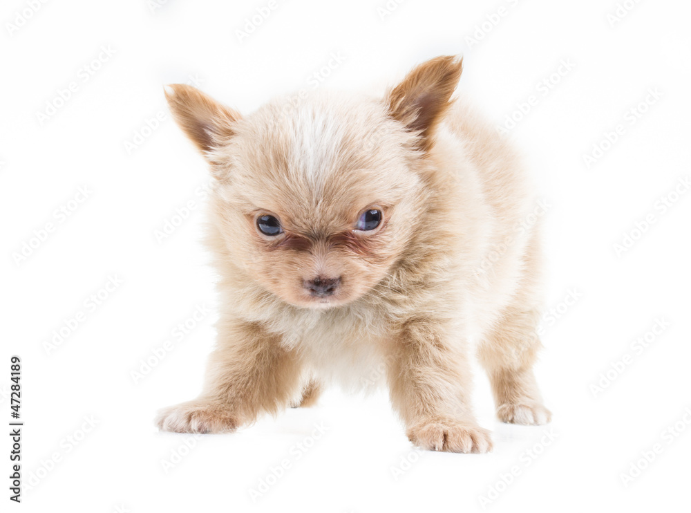 Funny puppy Chihuahua poses on a white background