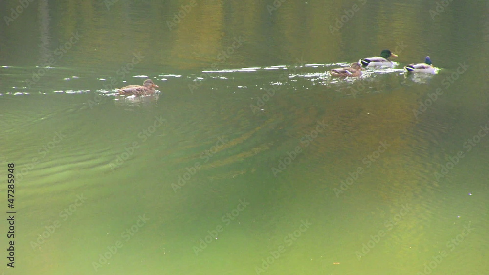 autumn lake with duck autumn lake with duck
