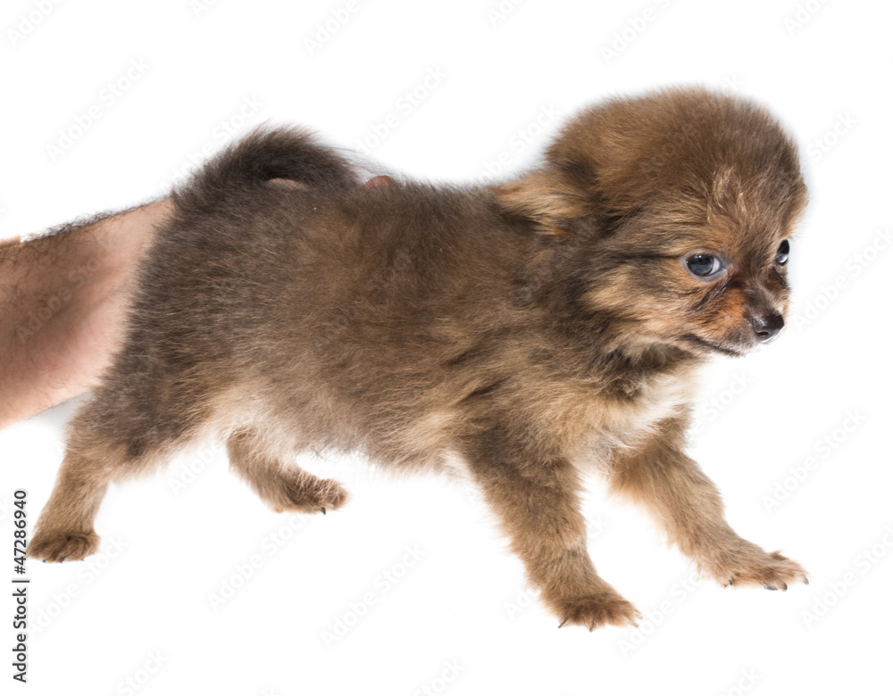 Fototapeta premium Funny puppy Chihuahua poses on a white background