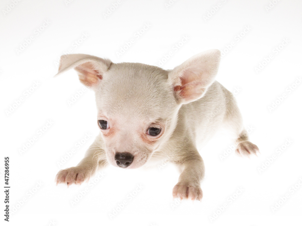 Funny puppy Chihuahua poses on a white background Funny puppy Chihuahua poses on a white background