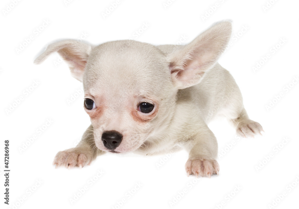 Funny puppy Chihuahua poses on a white background Funny puppy Chihuahua poses on a white background