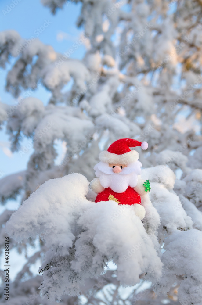 Fototapeta premium Santa Claus sits on a snow-covered Christmas tree branch.