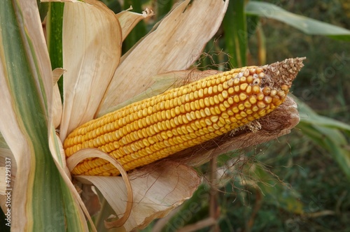 Corn on the stalk in the field