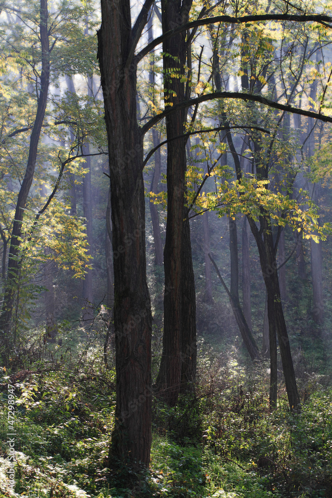 Fototapeta premium Autumn park