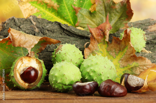 Chestnuts with autumn dried leaves and bark
