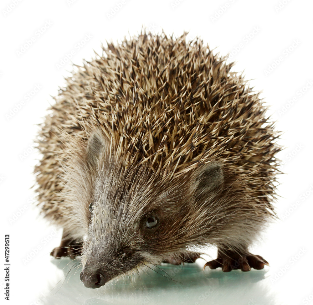 Obraz premium Hedgehog, isolated on white