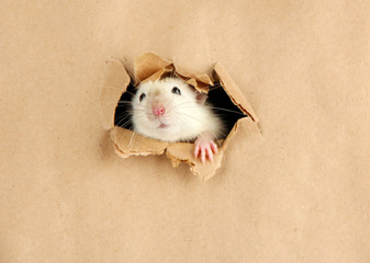 funny little rat on paper background