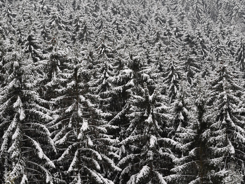 Nadelwald im Winter photo