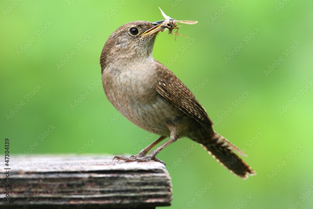 Fototapeta premium House Wren with a Worm