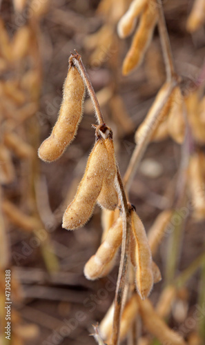 Soybean Crop Yield
