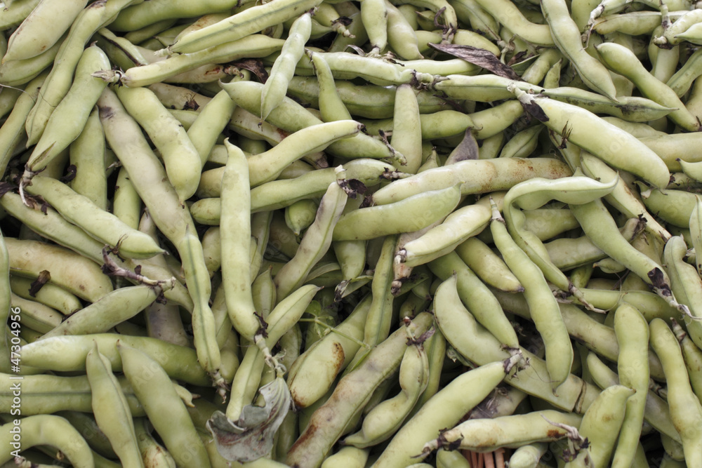 Fava Beans Fava Beans