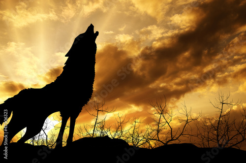 wolf howling at the sunset