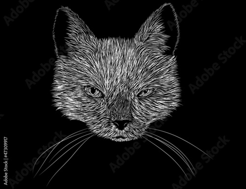 Scratch Board Art of a Cats Head and Face