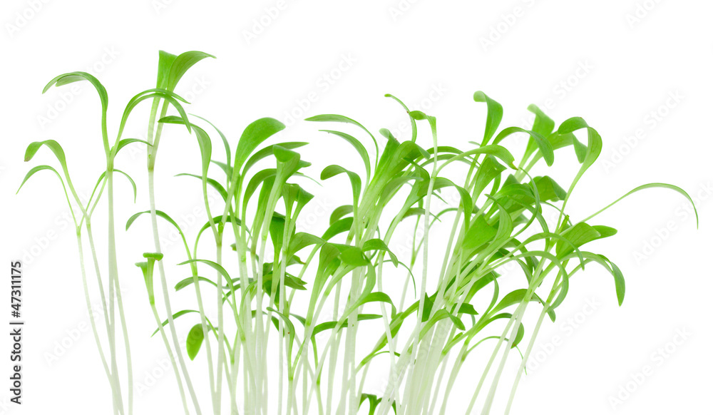 Fototapeta premium spring sprouts