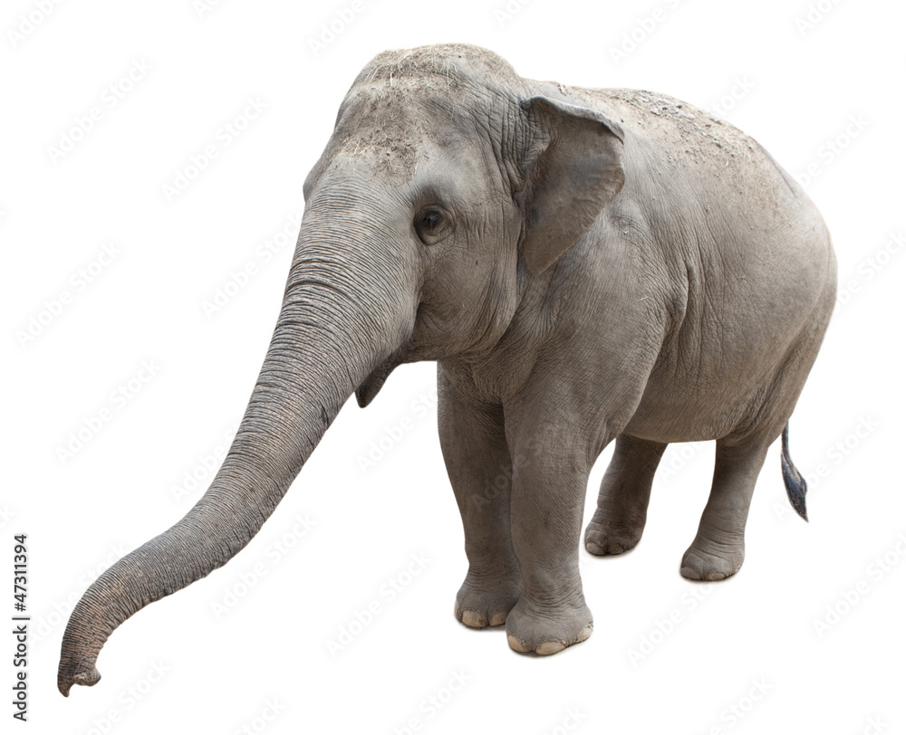 Fototapeta premium Asian elephant