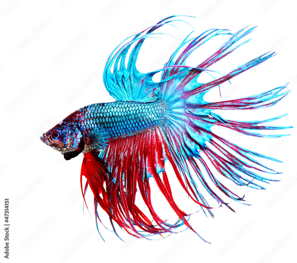 Obraz premium Betta Fish closeup. Colorful Dragon Fish