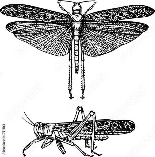 Locust schistocerca gregaria photo