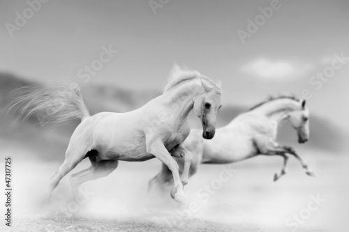 horses in desert #47317725