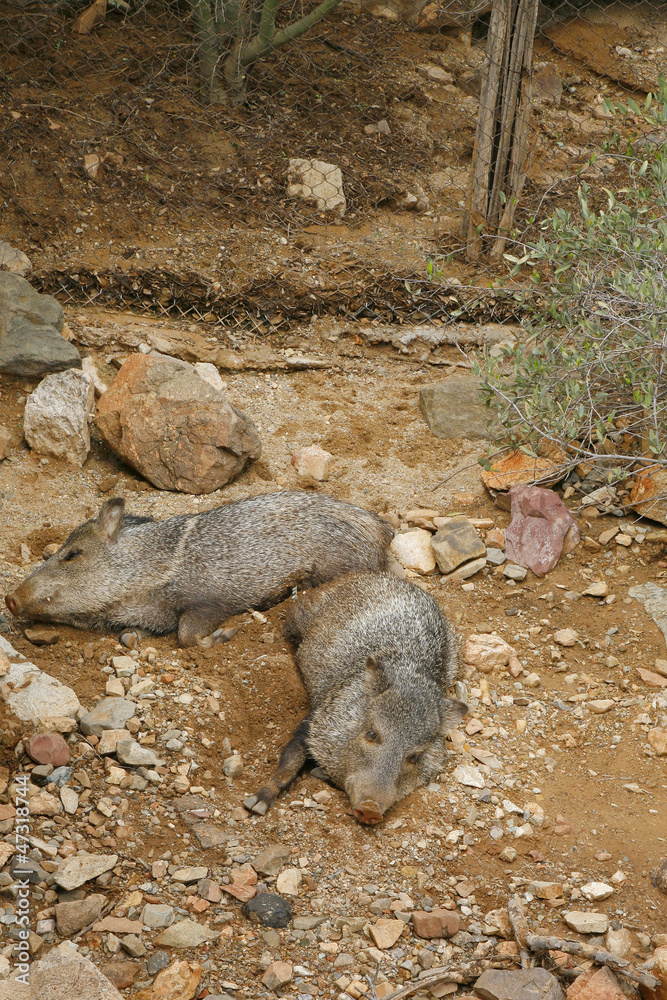Naklejka premium American Collared Peccary or Javelina, a species of Suidae found
