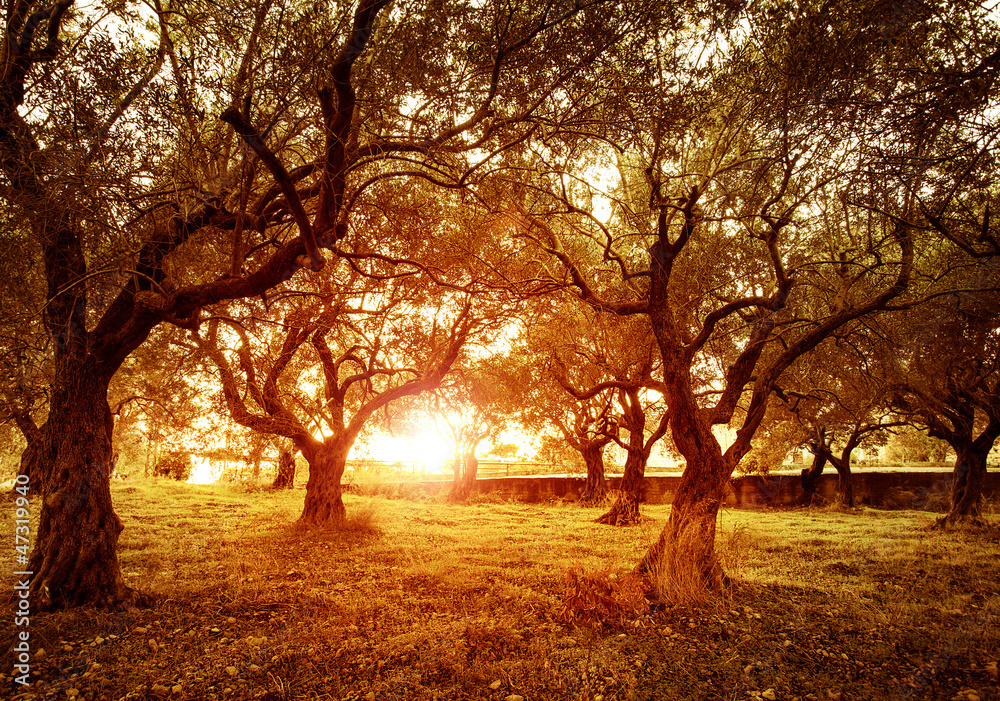 Fototapeta premium Olive trees garden