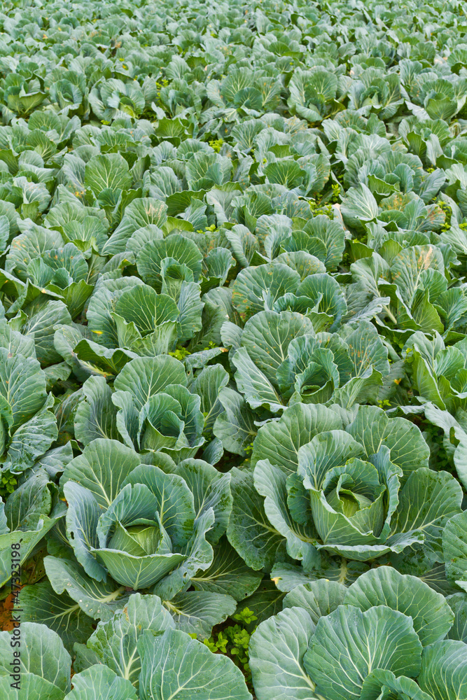 Cabbage fields Cabbage fields