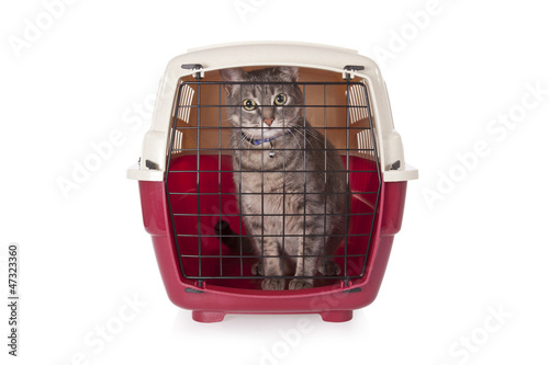 Fotografija cat closed inside pet carrier isolated on white background.
